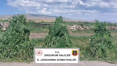400 binden fazla kök kenevir ele geçirildi