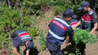 Ormanda kenevir eken zanlı tutuklandı