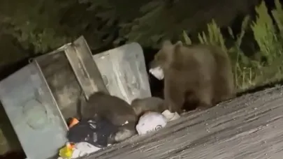 Uludağ’da aç kalan ayılar çöplere dadandı