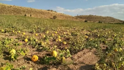 Kabak üreticileri yağış olmamasından dertli