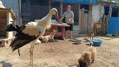 Yaralı leyleğe şefkat eli
