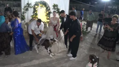 Çanakkale'de gelin ve damada buzağı hediye edildi