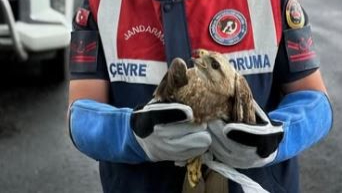 Ardahan’da yaralı kızıl şahin korumaya alındı