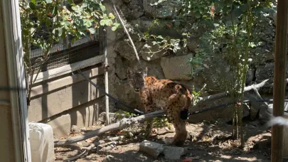 Evin bahçesine giren vaşak paniğe yol açtı