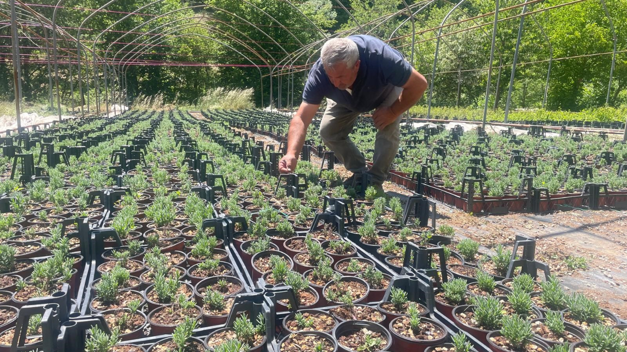 Uludağ etekleri lavanta kokacak