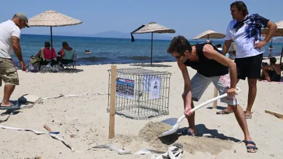 Kuşadası'nda caretta caretta yumurtaları zarar görmemesi için taşındı