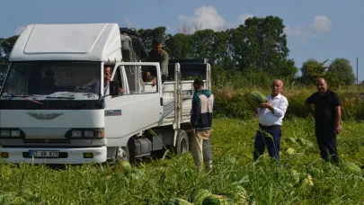 Bafra Ovası'nda karpuz hasadı başladı