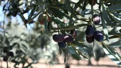 Her yüz bin ağaçtan biri madencilik için kesiliyor!