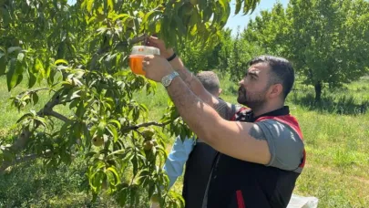 Akdeniz'de tarımı tehdit eden meyve sineği artışı