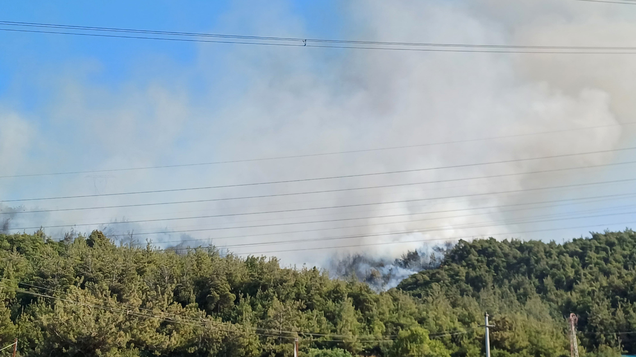 Manisa'da orman yangını