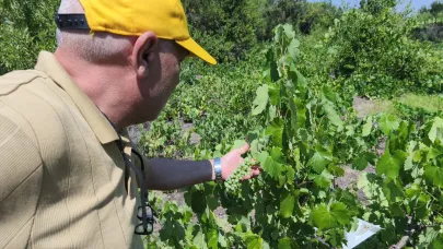 Beyşehir’de patates tarlalarında zararlı alarmı
