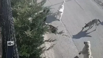 Sokakta yürürken köpeklerin saldırısına uğradı