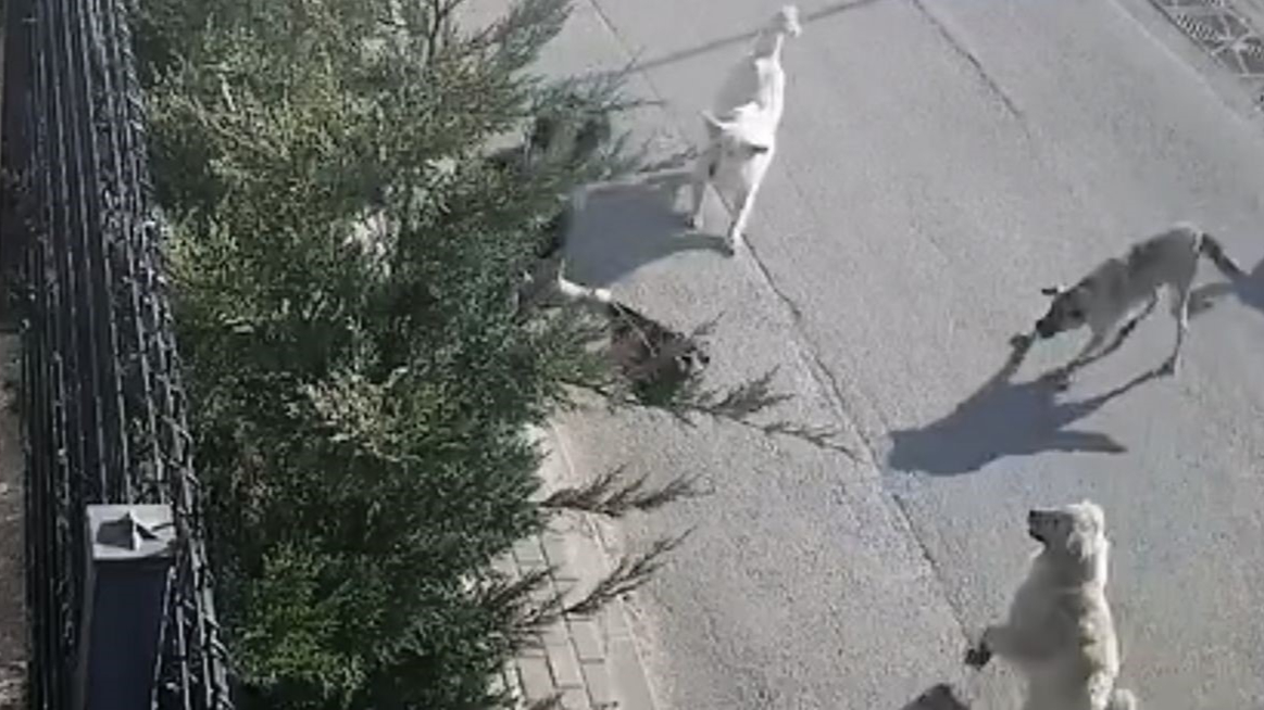 Sokakta yürürken köpeklerin saldırısına uğradı