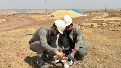 Dicle Elektrik ekipleri bitkin düşen leyleği kurtardı