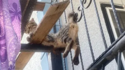 Balkon korkuluklarına sıkışan kediyi itfaiye ekipleri kurtardı