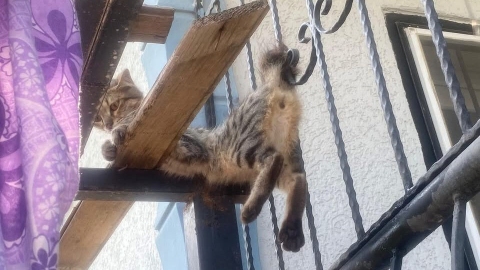Balkon korkuluklarına sıkışan kediyi itfaiye ekipleri kurtardı
