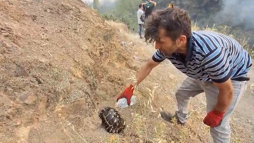 Yangından kurtardığı kaplumbağayı böyle kurtardı