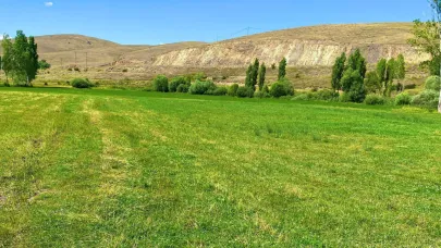 Bayburt'ta yem bitkisi araştırmaları devam ediyor