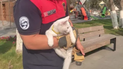Ağaçta mahsur kalan kedi kurtarıldı