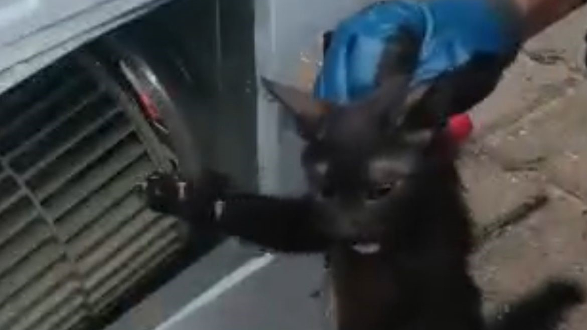 Klima motoruna sıkışan kedi kurtarıldı