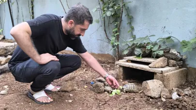 Kıraathane sahibi aç kalan kaplumbağaları sahiplendi