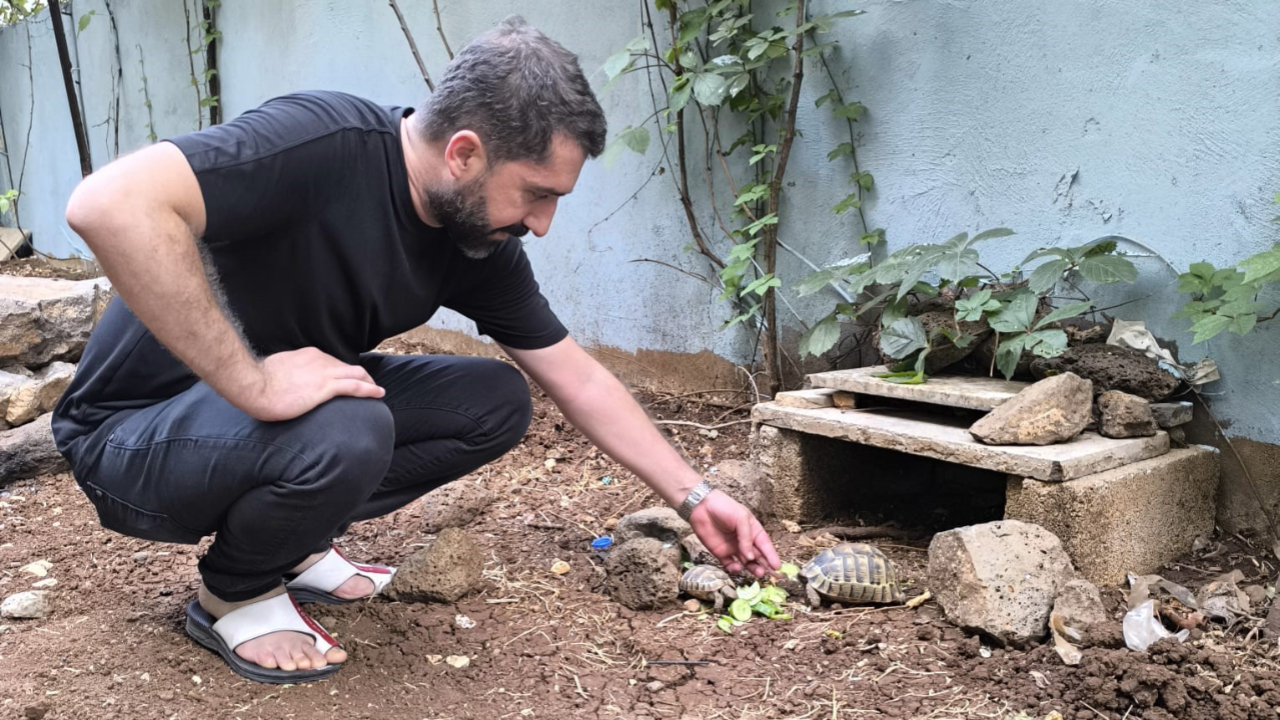 Kıraathane sahibi aç kalan kaplumbağaları sahiplendi