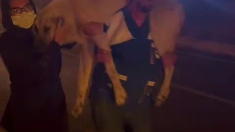 Yangın bölgesindeki hayvanların tahliyesi için seferber oldular