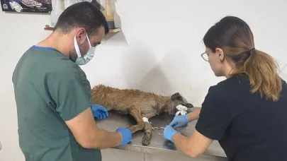 Yangından kurtarılan 103 köpeğe belediyeler sahip çıktı