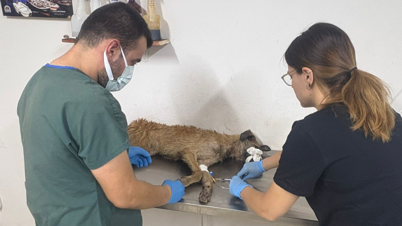 Yangından kurtarılan 103 köpeğe belediyeler sahip çıktı