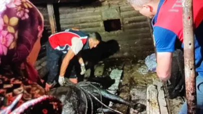 Türkeli'de ahır çöktü, büyükbaş hayvan kurtarıldı