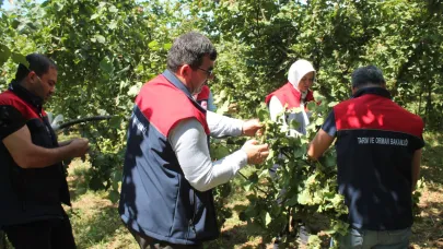 Düzce'de fındık hasat takvimi açıklandı