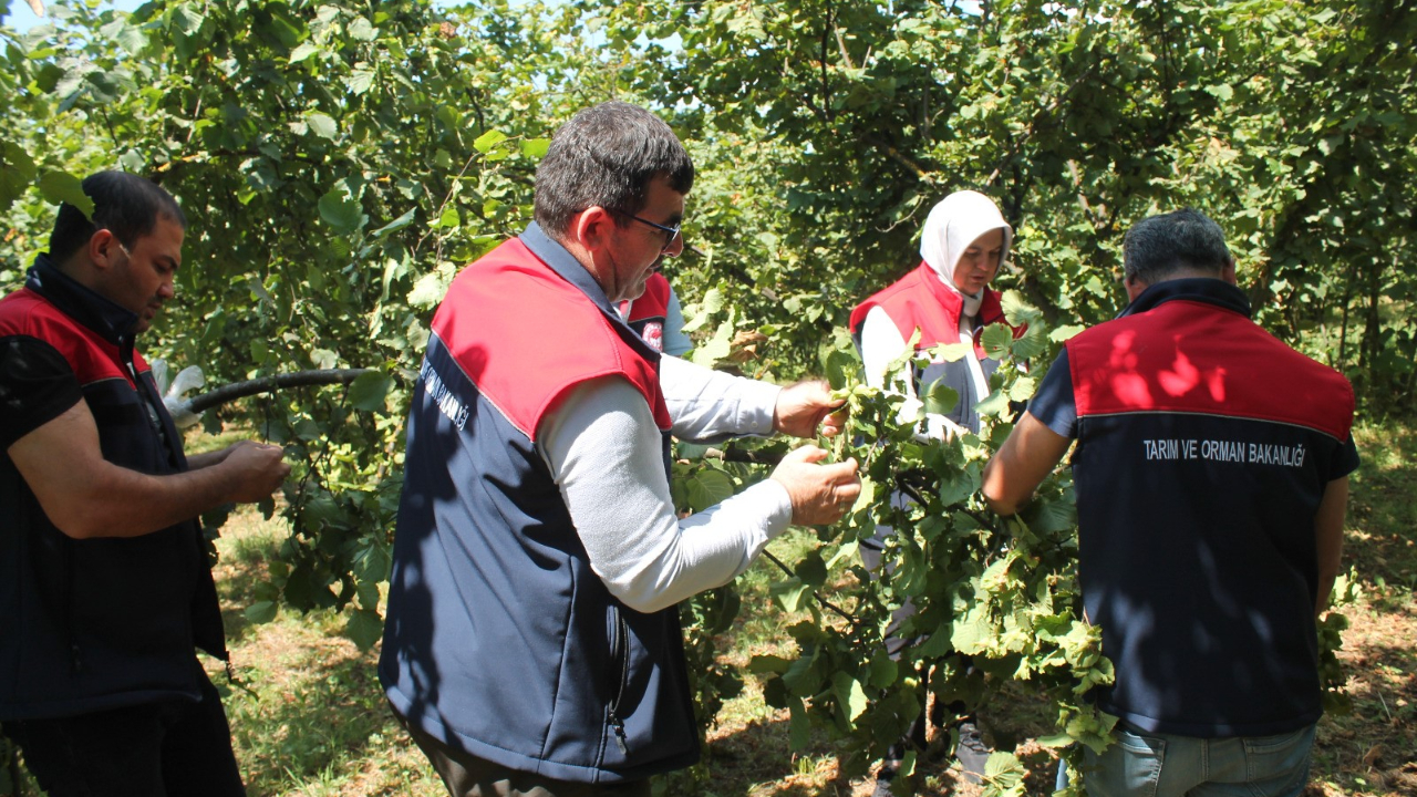 Düzce'de fındık hasat takvimi açıklandı