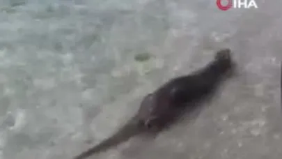 Nesli tükenen su samuru kamerada