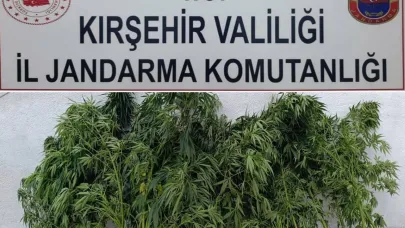 Kırşehir'de jandarmadan kenevir operasyonu