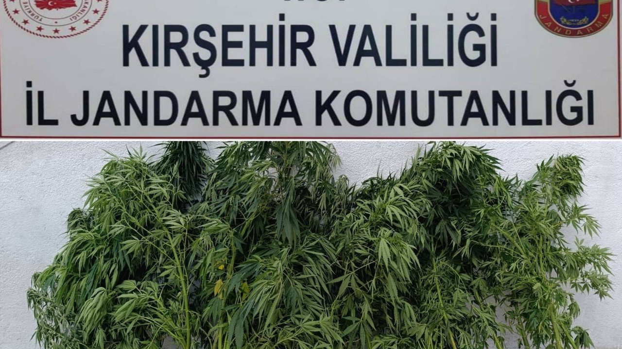 Kırşehir'de jandarmadan kenevir operasyonu