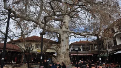 Kalabalığın üstüne düşen asırlık çınar 1 kişiyi yaraladı