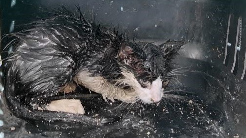 Boruya sıkışan yavru kedi kurtarıldı