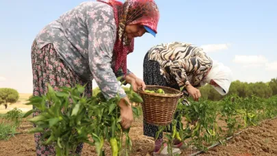 Silivri'de yazlık sebze hasadı devam ediyor
