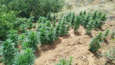 Bingöl’de zehir operasyonu: 2 bin kök kenevir bulundu