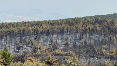 Yangınında zarar gören alanlar için yeşillendirme çalışması başlatıldı