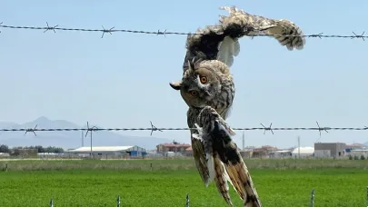 Karapınar'da yaralanan baykuş kurtarıldı