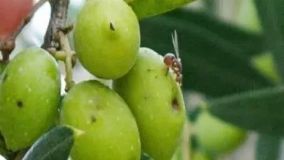 Zeytin sineğine karşı ilaçlama çağrısı