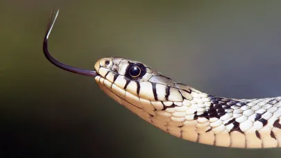 Rüyada yılan görmek ne anlama gelir?