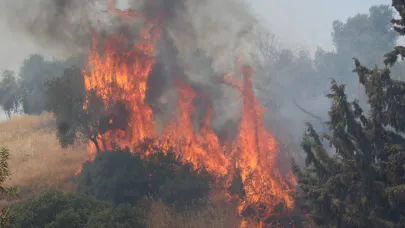 Aydın'da magandalar orman yangını çıkardı