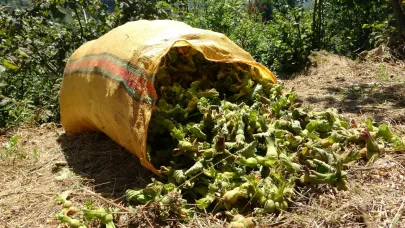 Giresun'da fındık hasadı başladı: Üreticiler bereketli bir sezon bekliyor