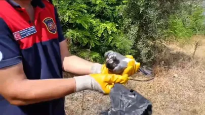 Poşete takılan kuşu itfaiye kurtardı