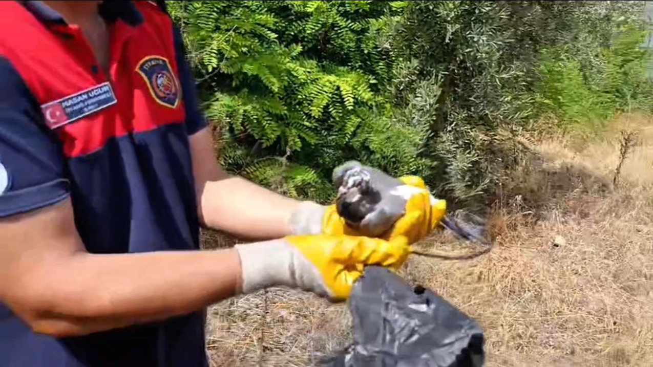 Poşete takılan kuşu itfaiye kurtardı