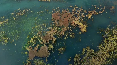 Seyhan Nehri yosun ve çöp kaplı