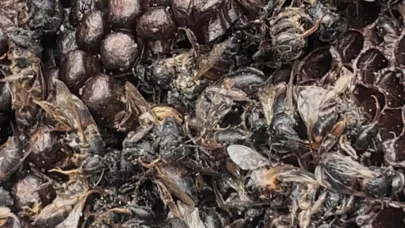 Milyonlarcası ateşe uçtu bir daha geri dönmedi