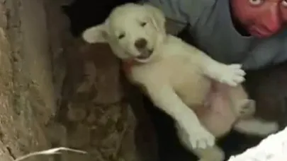 Vatandaşlar 5 yavru köpeği kurtardı